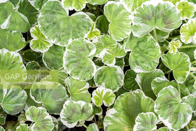 Pelargonium foliage - Geranium
