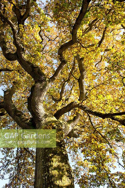 Quercus robur - Common Oak tree canopy in autumn 