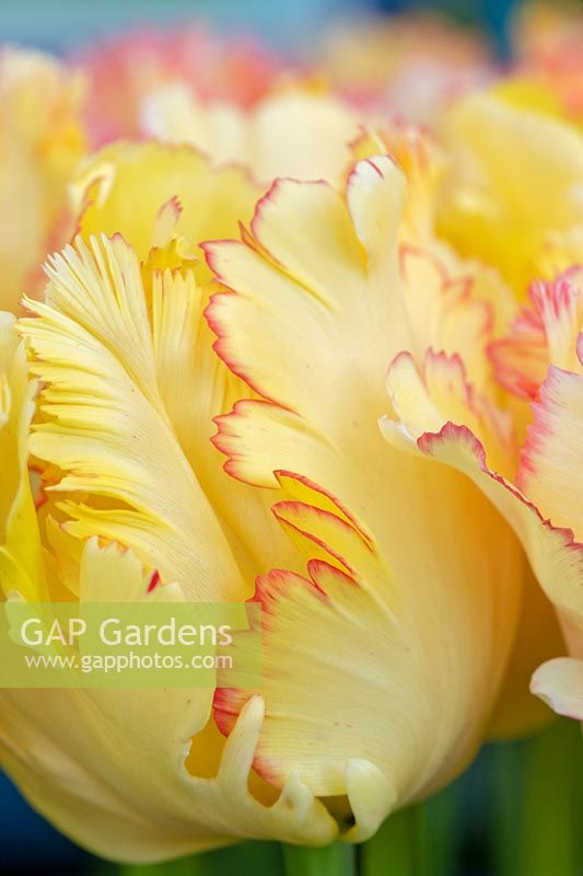 Tulipa 'Caribbean Parrot' - Tulip 'Caribbean Parrot' 
