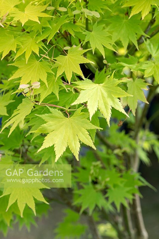 Acer shirasawanum 'Jordan' - Full Moon Maple 'Jordon'