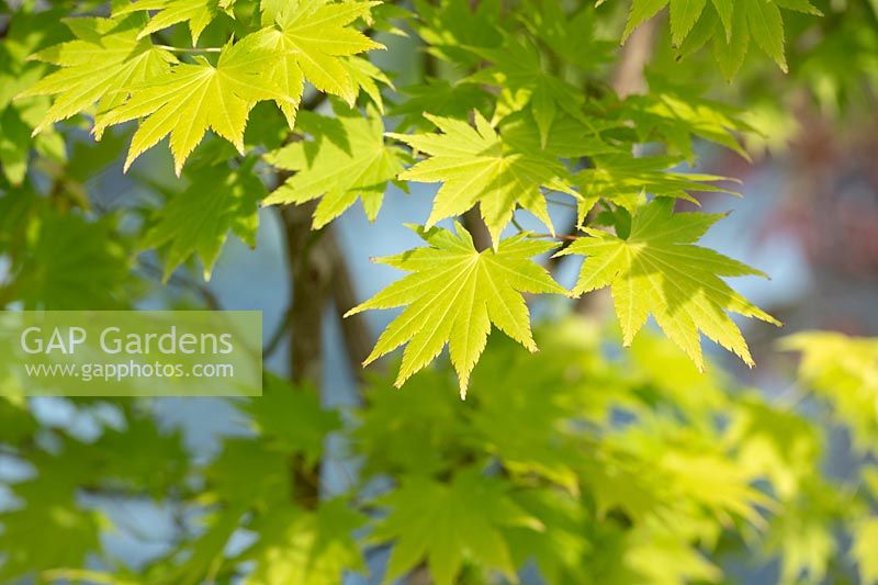 Acer shirasawanum 'Jordan' - Full Moon Maple 'Jordon'
