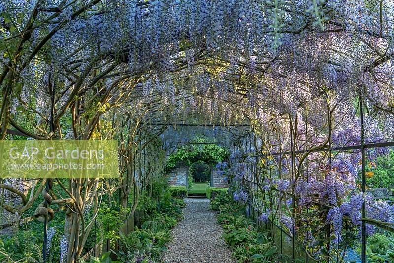 Wisteria tunnel at Boughton Monchelsea Place, Kent, UK.