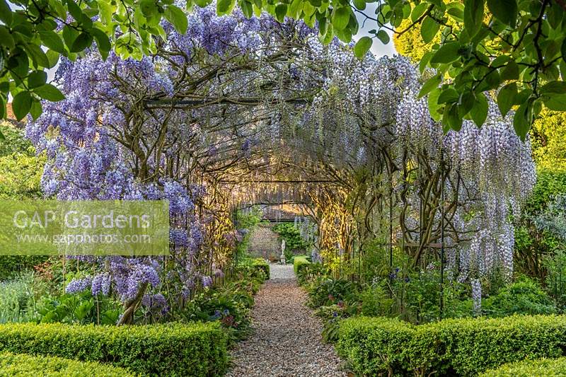 Wisteria tunnel at Boughton Monchelsea Place, Kent, UK.