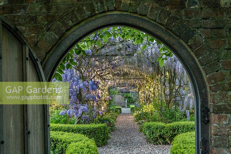 Wisteria tunnel at Boughton Monchelsea Place, Kent, UK. 