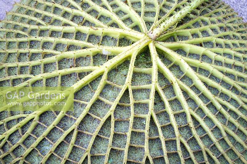Victoria amazonica - Amazon Waterlily - Underside of leaf