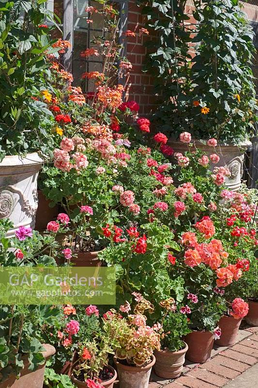 Pelargoniums displayed in containers at East Ruston Old Vicarage Gardens, Norfolk, UK. 