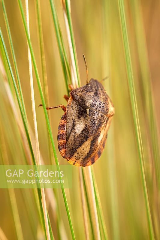 Eurygaster testudinaria - Tortoise shieldbug on grass