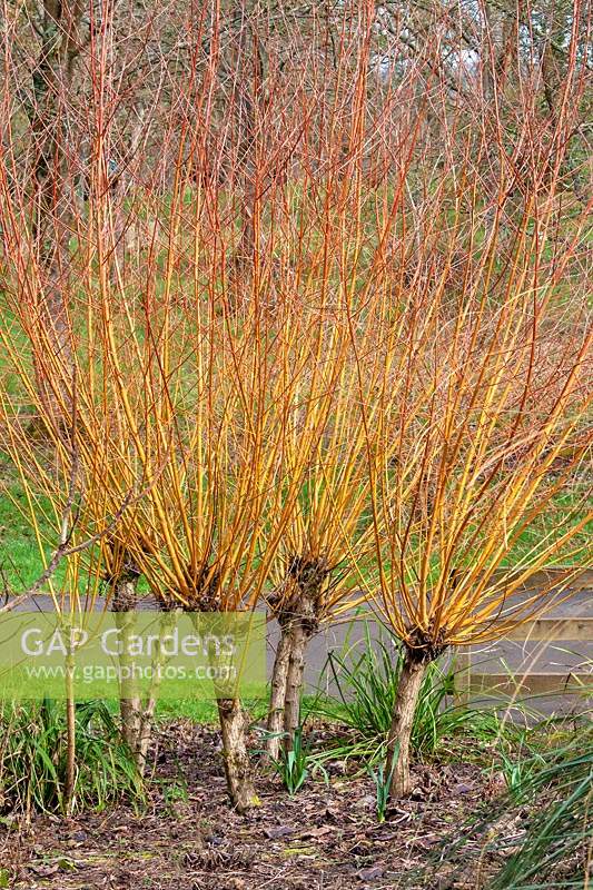 Salix alba vitellina 'Yelverton' Golden Willow 'Yelverton' 