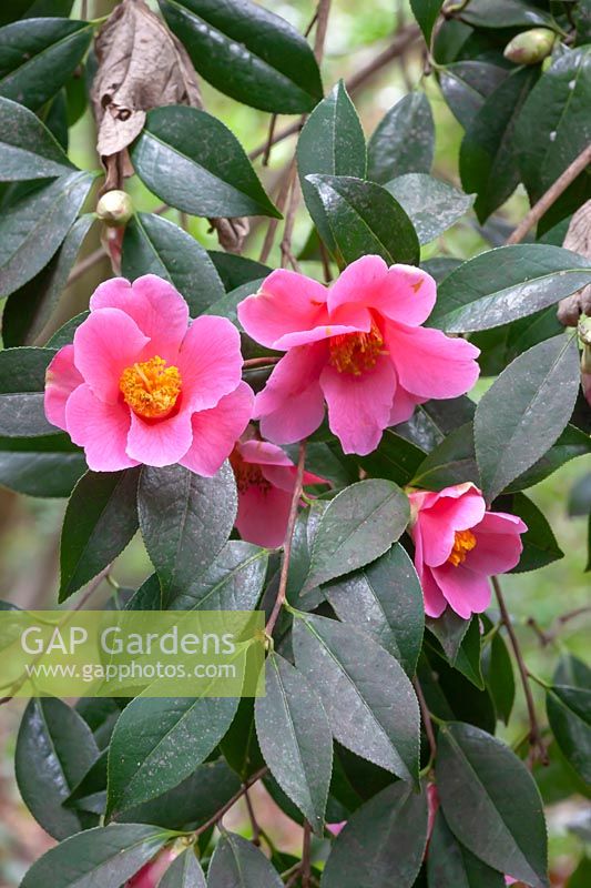 Camellia japonica 'St Ewe' 