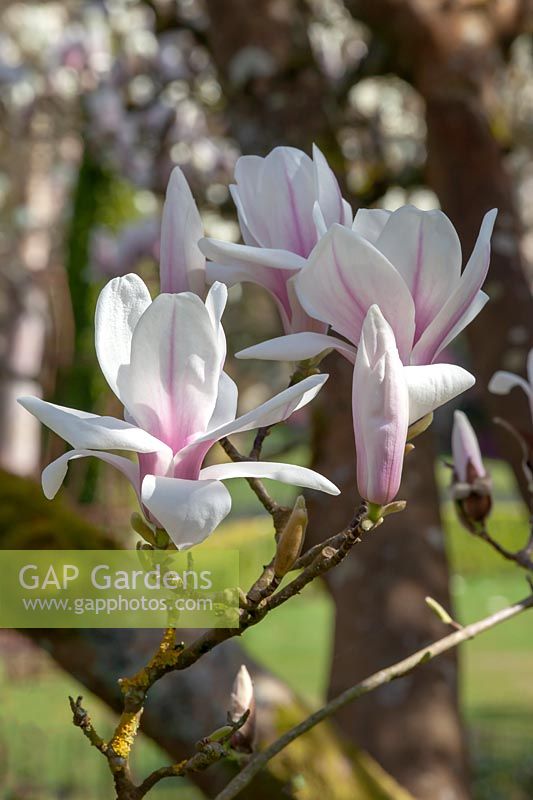 Magnolia x soulangeana 'Alexandrina' 