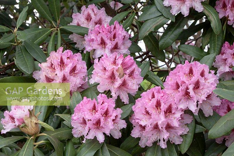 Rhododendron 'Prince Camille du Rohan' 