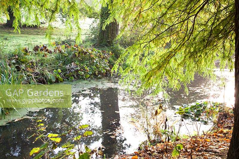 View of River Cerne, with overhanging foliage in autumn garden. Minterne Gardens, Dorset, UK. 