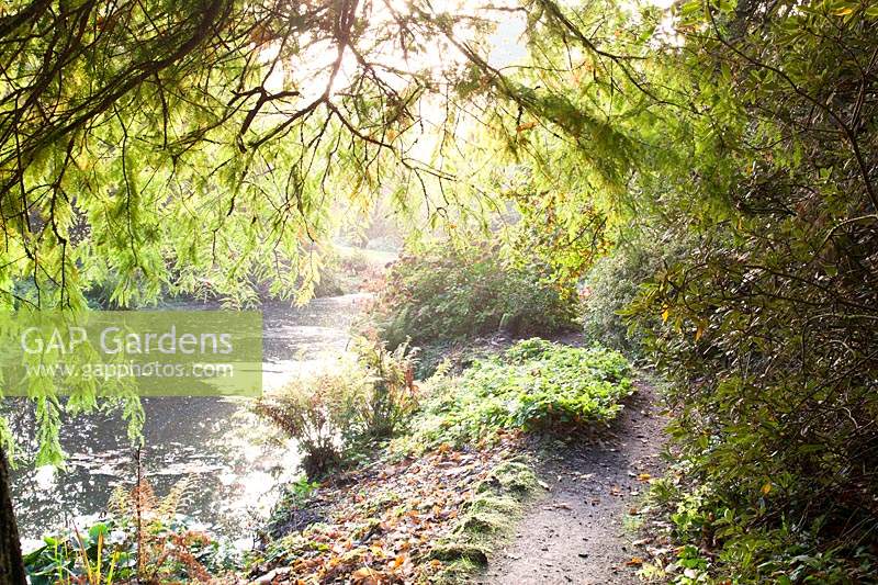 View of River Cerne, with overhanging foliage in autumn garden. Minterne Gardens, Dorset, UK.
