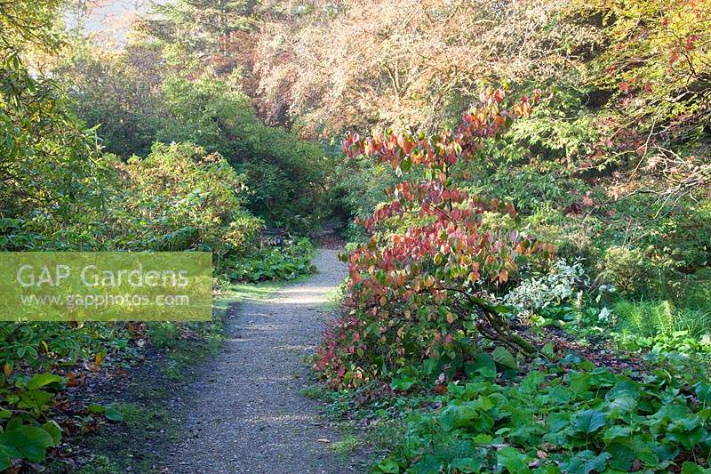 Pathway in woodland garden, with display of autumn foliage. Minterne Gardens, Dorset, UK.