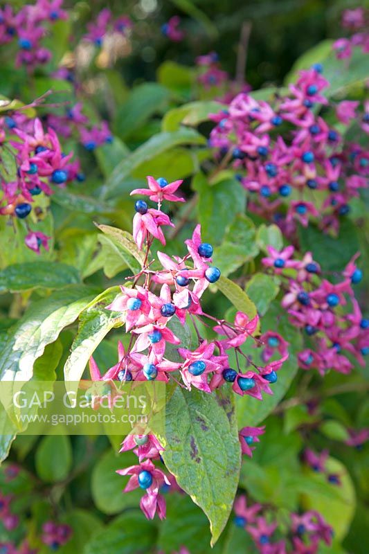 Clerodendron trichotomum fargesii 
