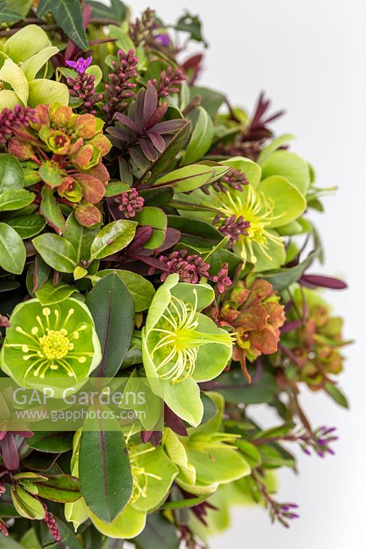 Detail of the foam sphere with mix of flowers and foliage - Helleborus, Hebe, 
Euphorbia and Hedera