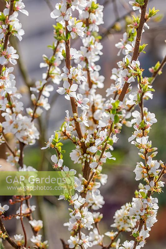 Prunus tomensosa - Nanking Cherry - blossom