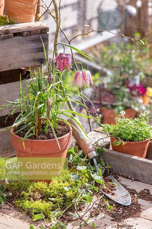 Terracotta pot with Fritillaria meleagris - Snakeshead Fritillary - on a bench with trowel