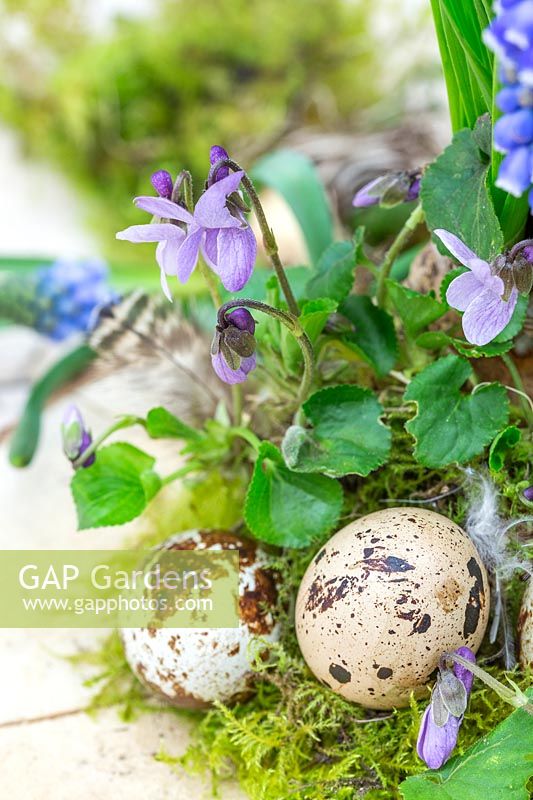 Viola odorata - Sweet Violet with eggs and moss