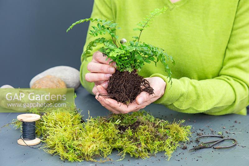 Woman holding a fern with root ball shaped into ball