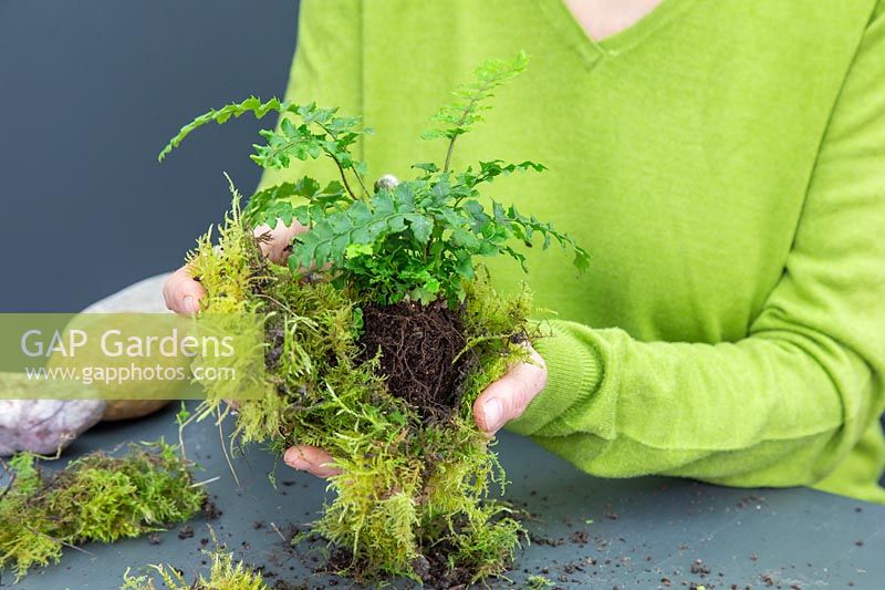 Woman wrapping root ball with moss