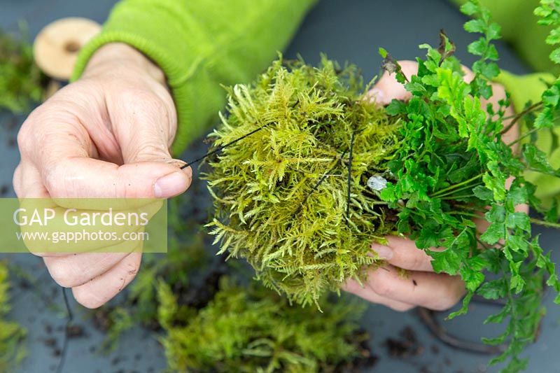 Woman binding the moss to the root ball with string