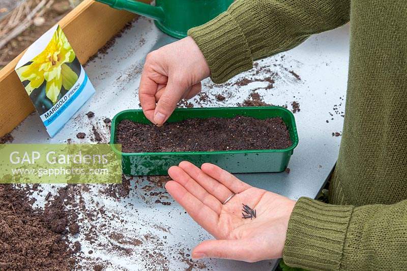 Woman carefully pinching seeds from palm to sow thinly in tray