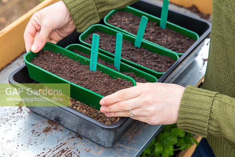 Woman adding seed tray to propagator with other trays