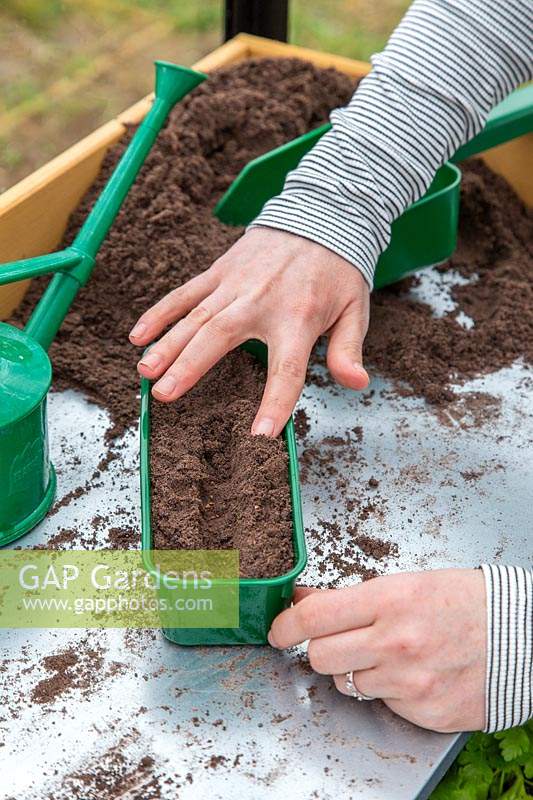 Woman covering seeds in drill with compost