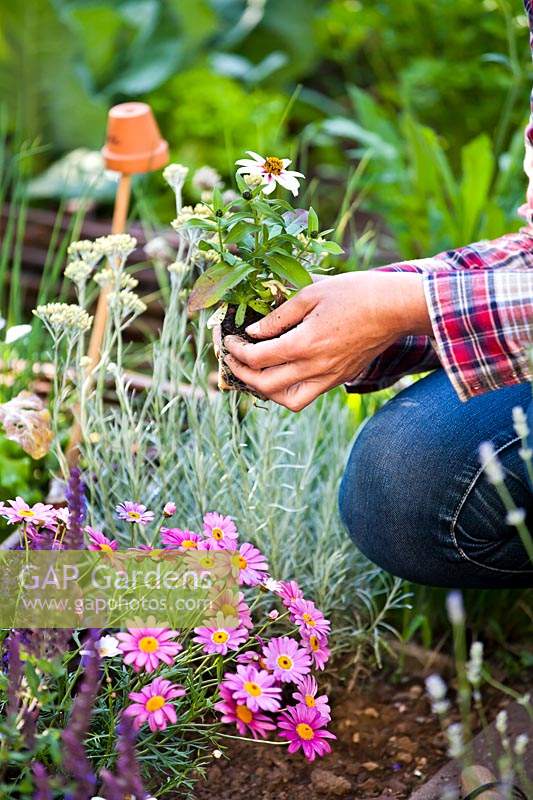 Woman planting Zinna 'Profusion' and marguerite daisy in vegetable garden to attract wildlife