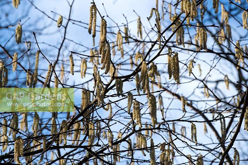 Corylus avellana. The yellow male Hazel catkins and tiny red female flowers 