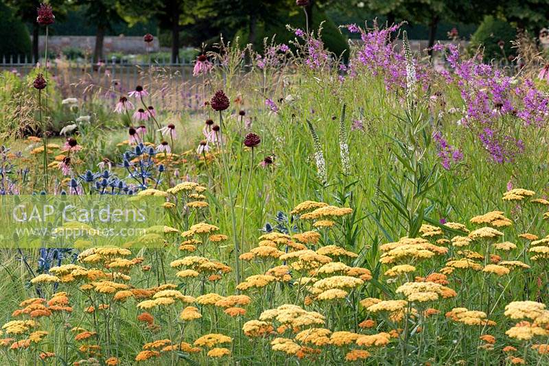 Iconic Horticultural Heroes border at RHS Hampton Court Flower Show is planted with herbaceous perennials including: Lysimachia ephemerum,  Echinaceas, Achillea 'Terracotta' and Allium sphaerocephalon