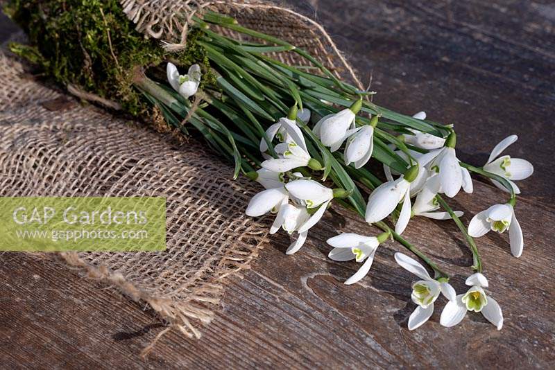 Galanthus - Snowdrops surrounded by moss and wrapped in hessian
