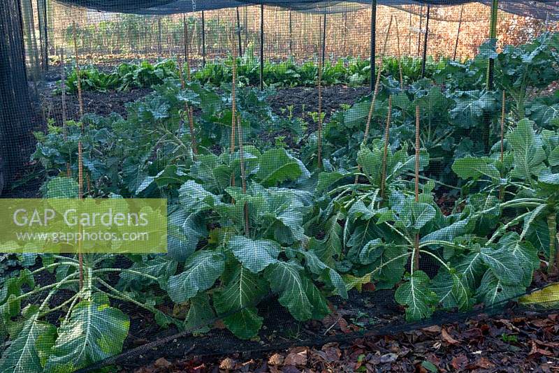Winter greens, spinach and broad bean shoots growing under netting to protect them from being eaten by the local wildlife. 