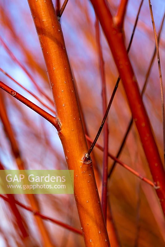 Salix alba 'Chermesina' - Red Willow