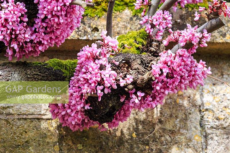 Cercis siliquastrum - Judas Tree, flowers on pollarded branches against 
an old stone wall