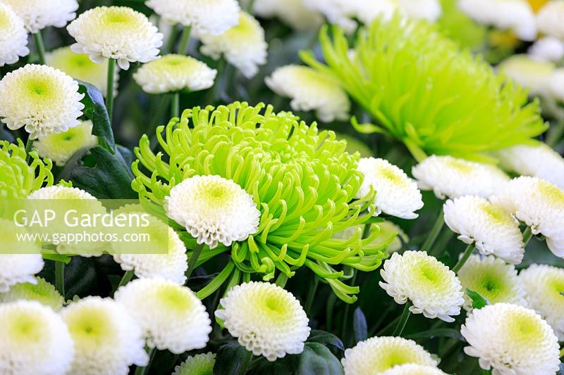 Chrysanthemum 'Green Mist' and Chrysanthemum 'Feeling White' on display. 