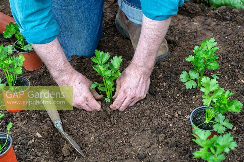 Gardener planting Apium graveolens var. rapaceum - Celeriac - 
into the ground