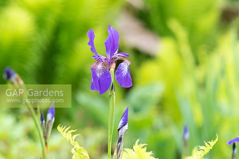 Iris sibirica 'Tropic Night' - Siberian Iris 'Tropic Night'