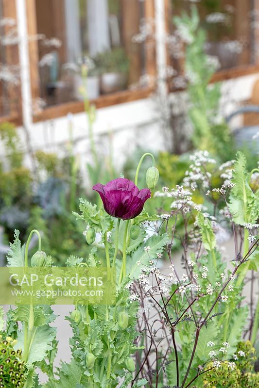 Papaver somniferum - Purple Opium Poppy - in a small garden 