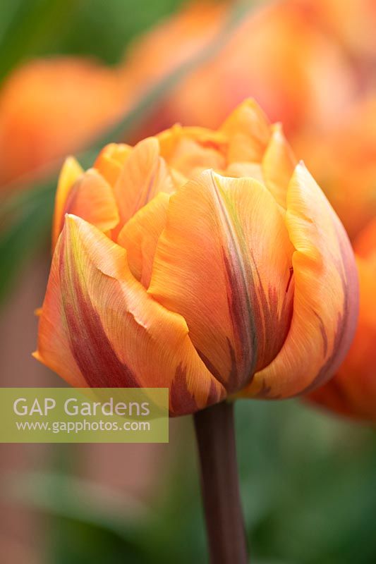 Tulipa 'Orange Princess' - Double Late  Tulip 'Orange Princess' 