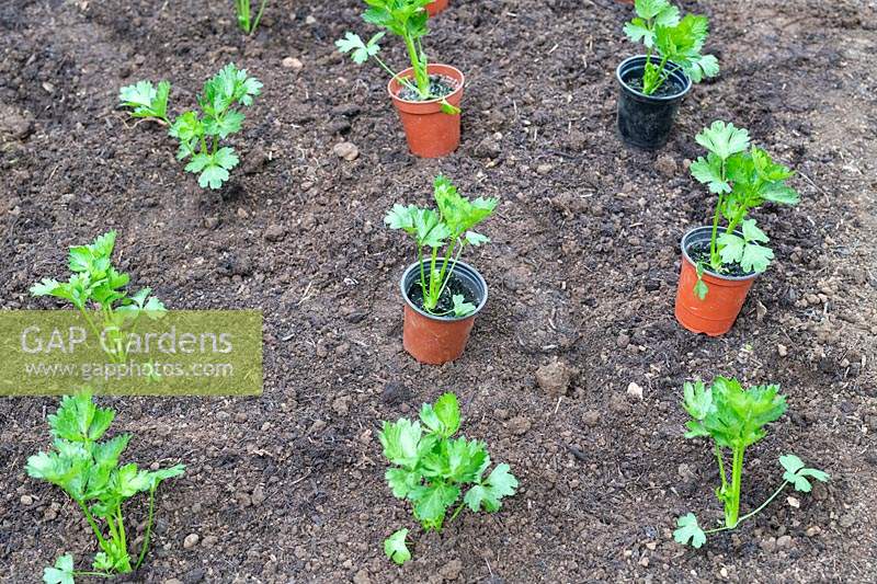 Placing potted Apium graveolens var. rapaceum - Celeriac - plants on ground prior to planting
