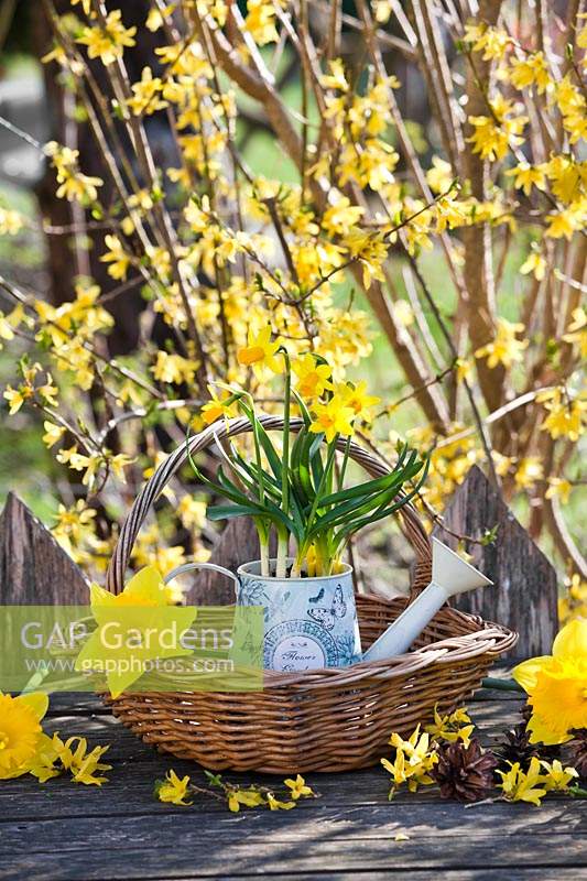 Yellow spring flower arrangements with Narcissus and Forsythia.
