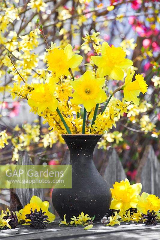 View of Narcissus - Daffodils in a vase.