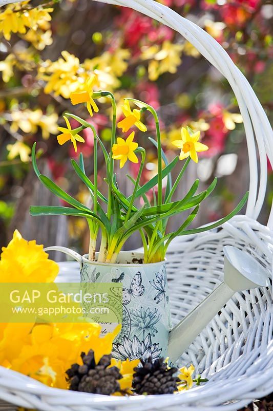 Dwarf Narcissus - Daffodils flowering in watering can.