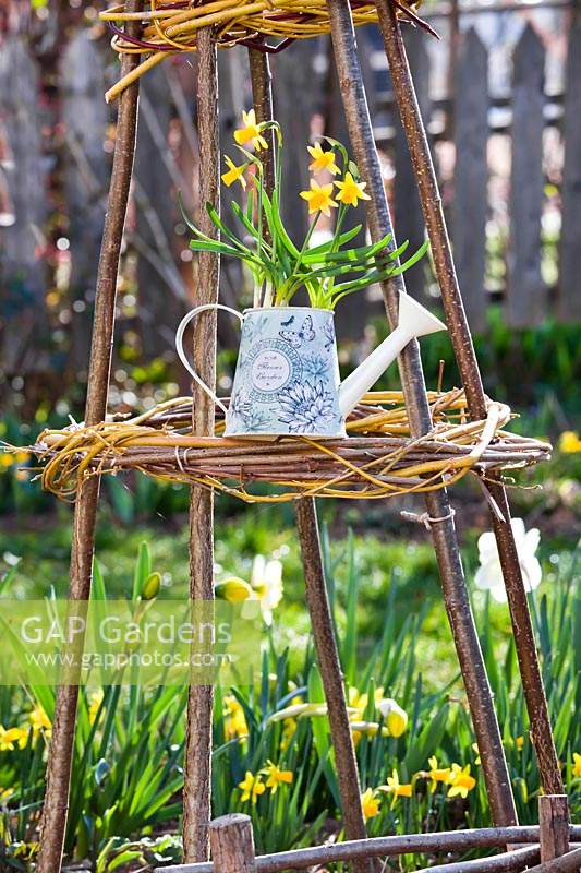 Dwarf Narcissus - Daffodils planted in watering can.