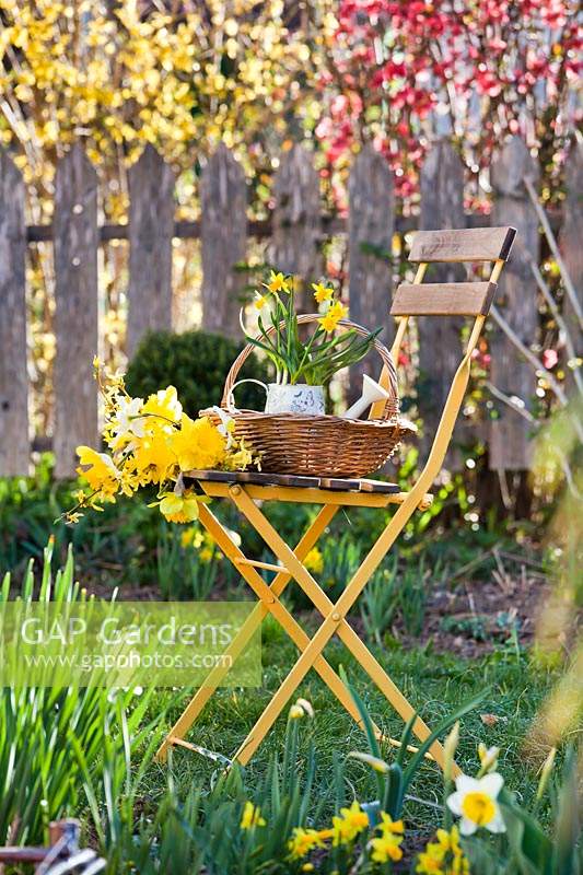 Spring arrangement of daffodils on chair.