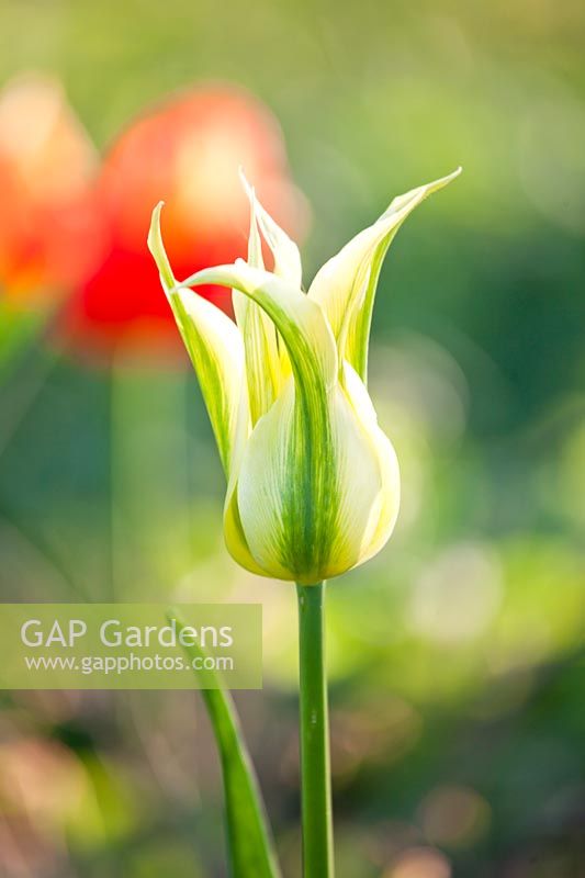 Tulipa 'Green Triumphator' - Tulip 'Green Triumphator'