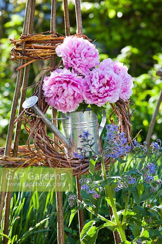  Paeonia - Peonies in watering can displayed hanging from wooden obelisk. 