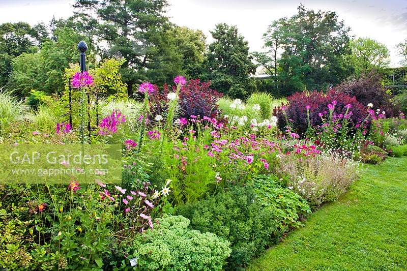 Mixed double borders of annuals, perennials and shrubs at Weihenstephan Trial Garden, Germany.
